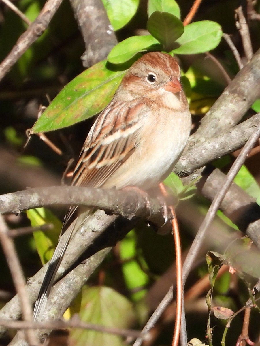 Field Sparrow - ML644758093