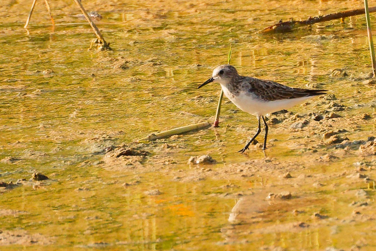 Little Stint - ML644758104
