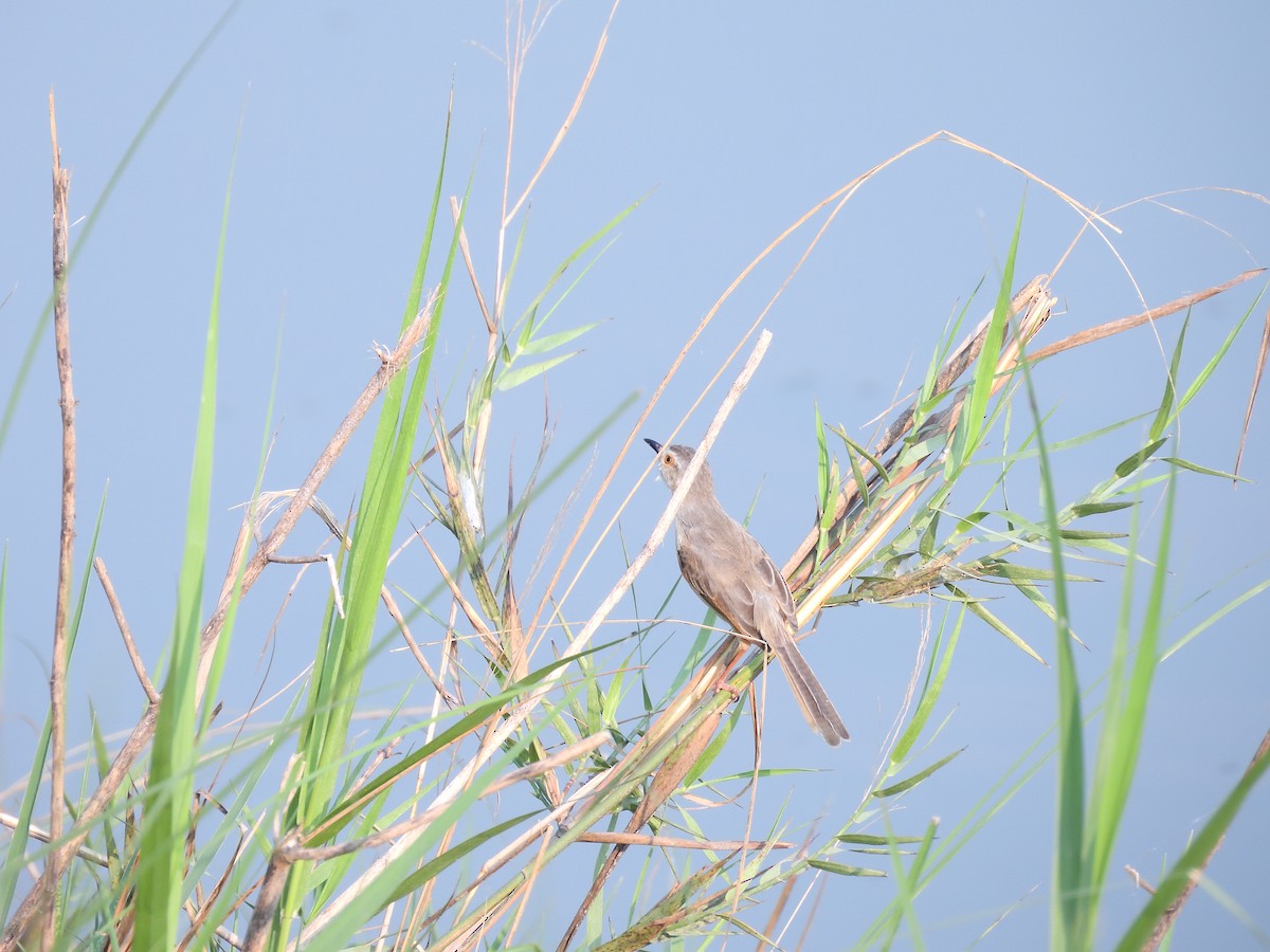 Plain Prinia - ML644758106