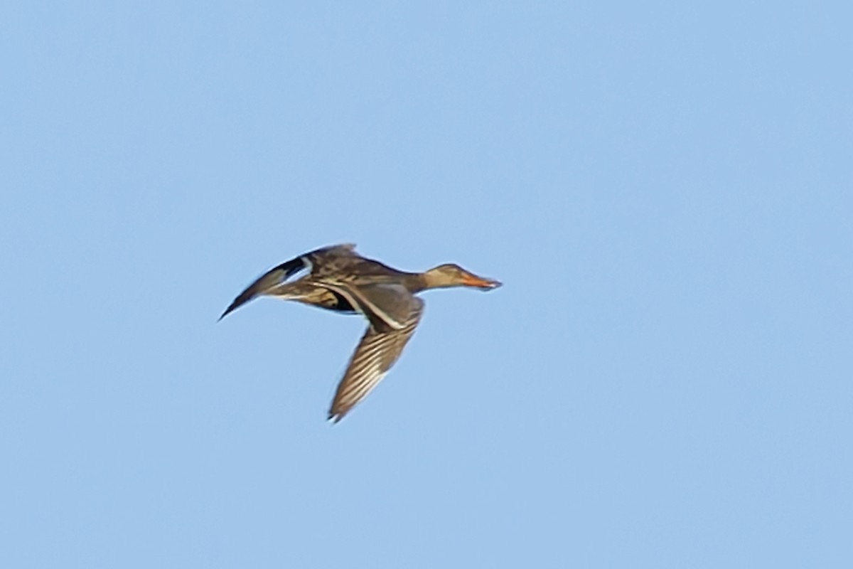 Широконоска - ML644758118