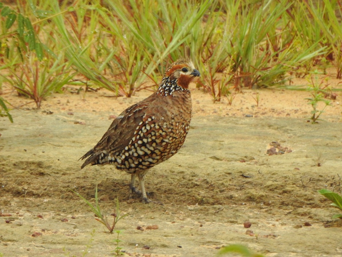 Crested Bobwhite - ML644758119