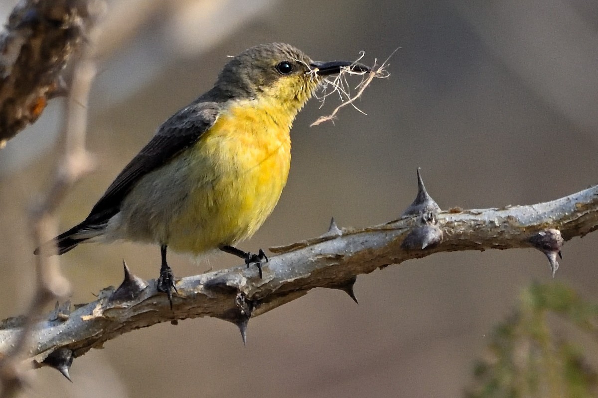 purpursolfugl - ML644758127