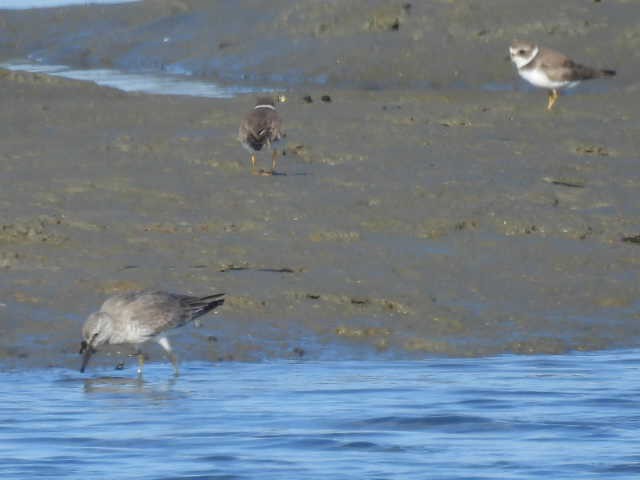 חופית להקנית - ML644758148
