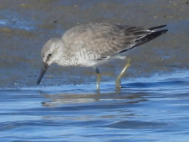 חופית להקנית - ML644758149