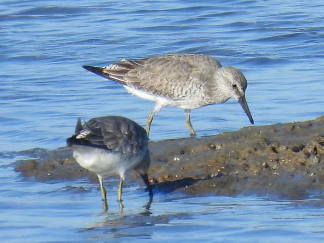 חופית להקנית - ML644758150