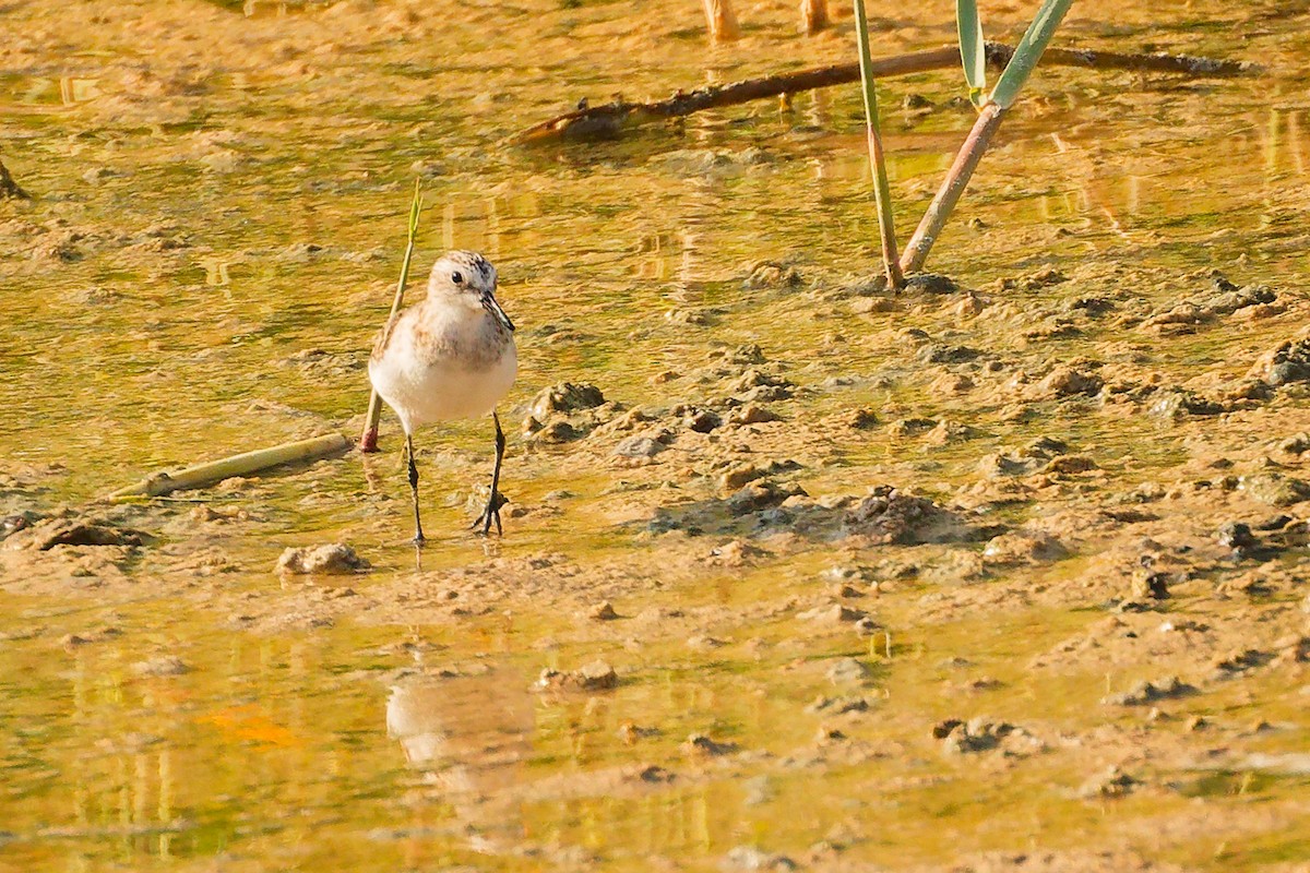 Little Stint - ML644758151