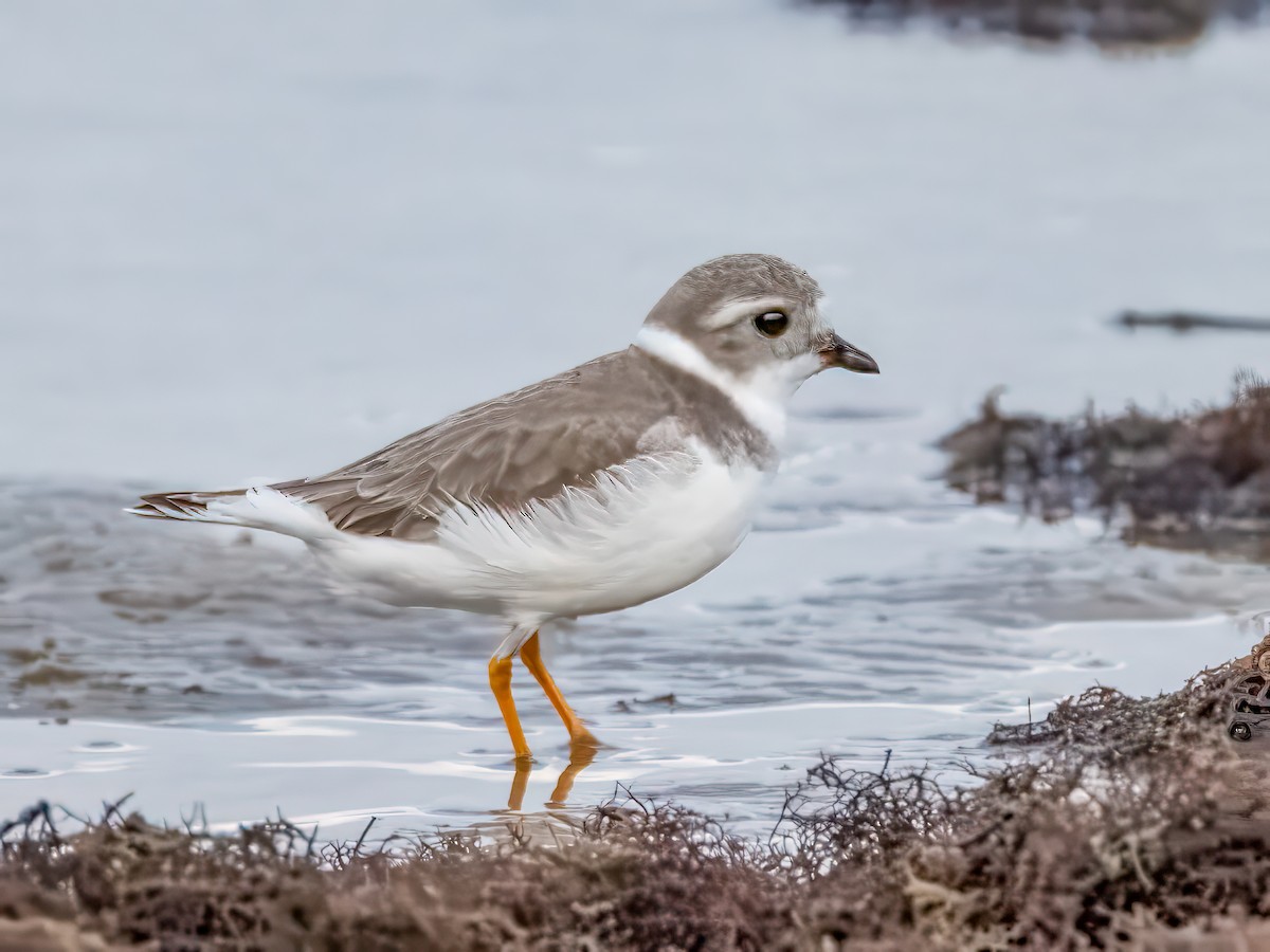 Piping Plover - ML644758163
