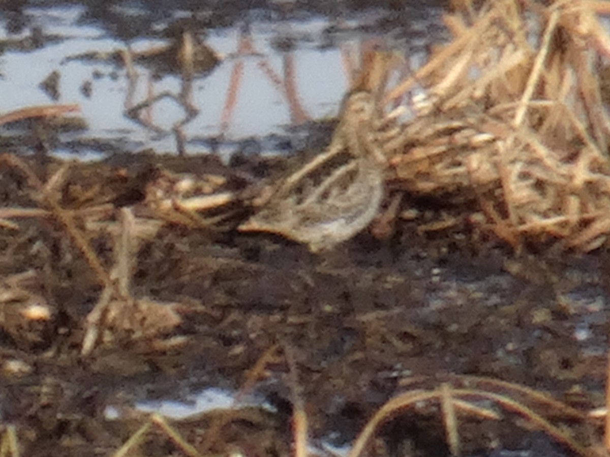 Wilson's Snipe - ML644758165