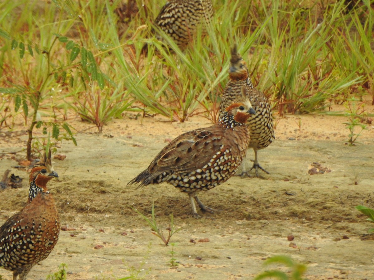 Crested Bobwhite - ML644758169