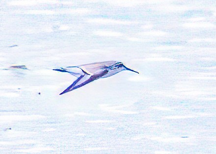 חופית להקנית - ML644758170