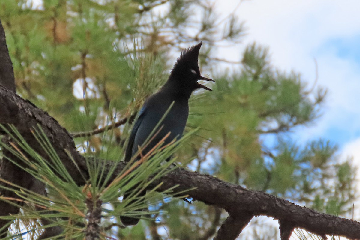 Steller's Jay - ML644758172