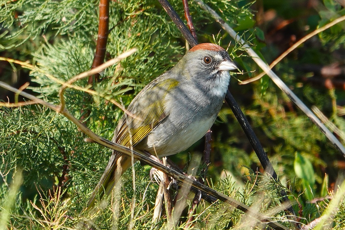 Green-tailed Towhee - ML644758180