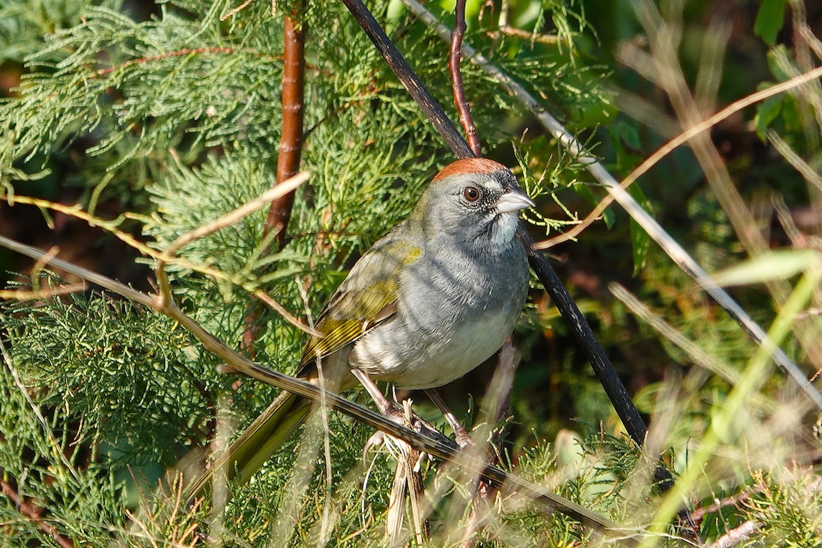 Green-tailed Towhee - ML644758181