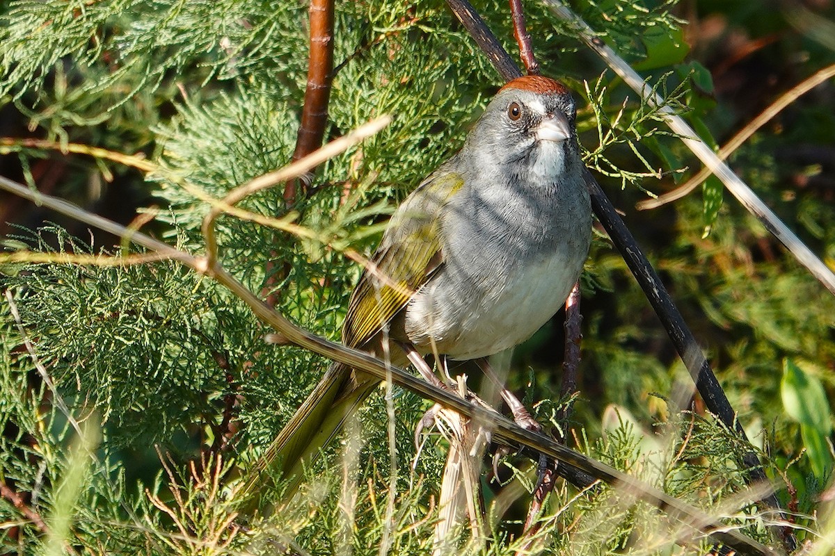 Green-tailed Towhee - ML644758182