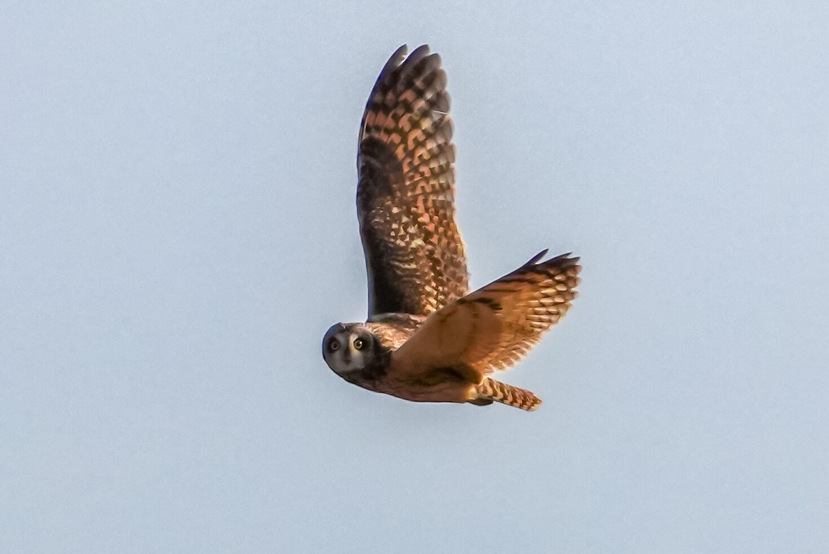 Búho Campestre (Norteño) - ML644758183