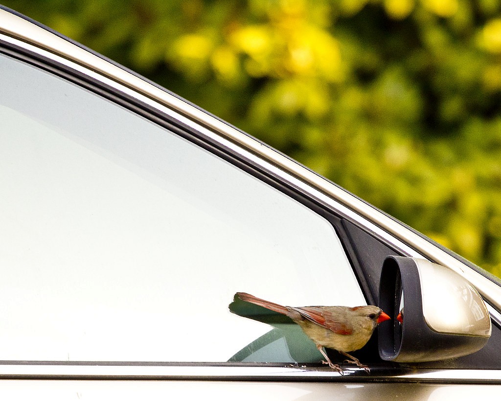 Kırmızı Kardinal - ML644758184