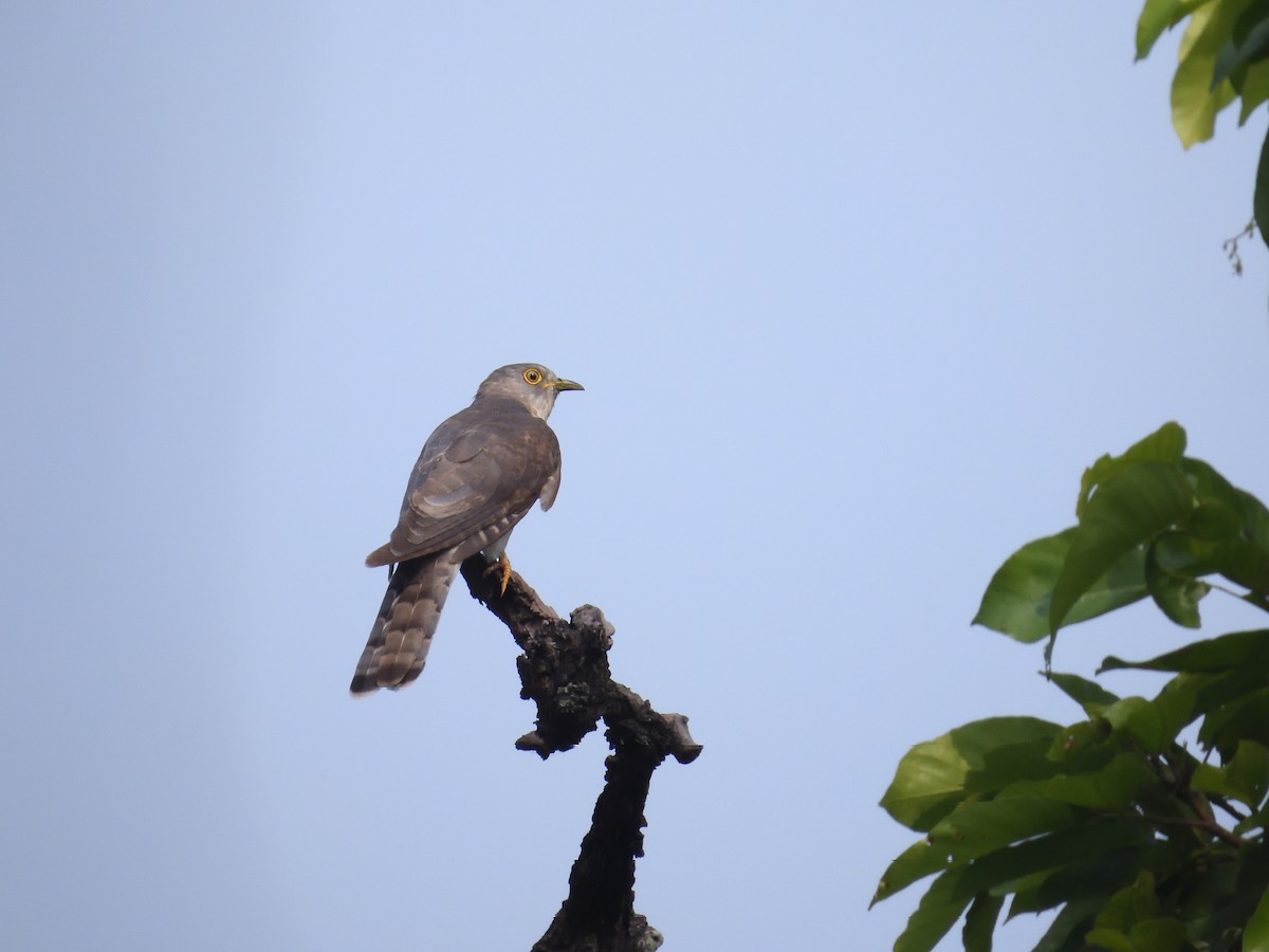Common Hawk-Cuckoo - ML644758187