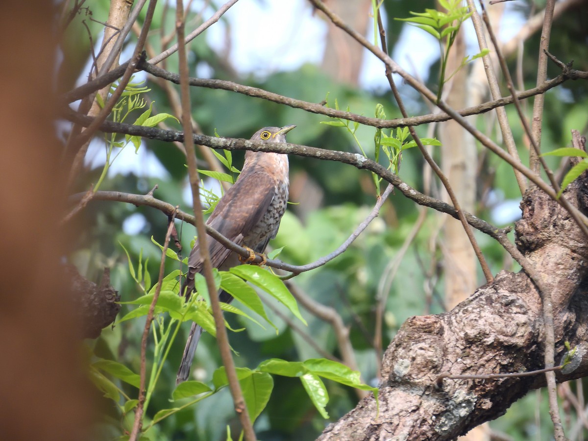 Common Hawk-Cuckoo - ML644758188