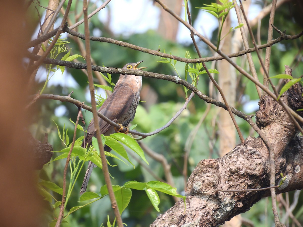 Common Hawk-Cuckoo - ML644758189