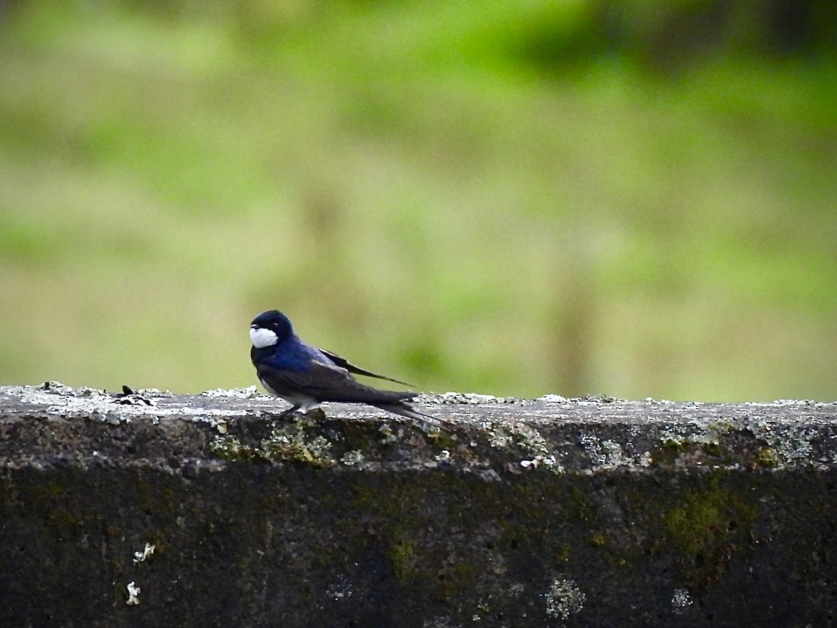 Black-collared Swallow - ML644758216