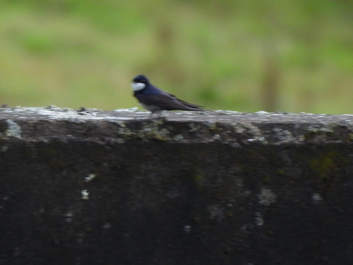 Black-collared Swallow - ML644758217