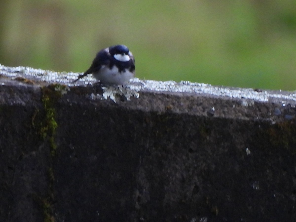 Black-collared Swallow - ML644758218