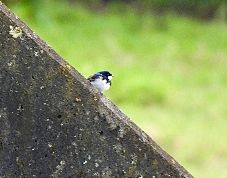 Black-collared Swallow - ML644758219