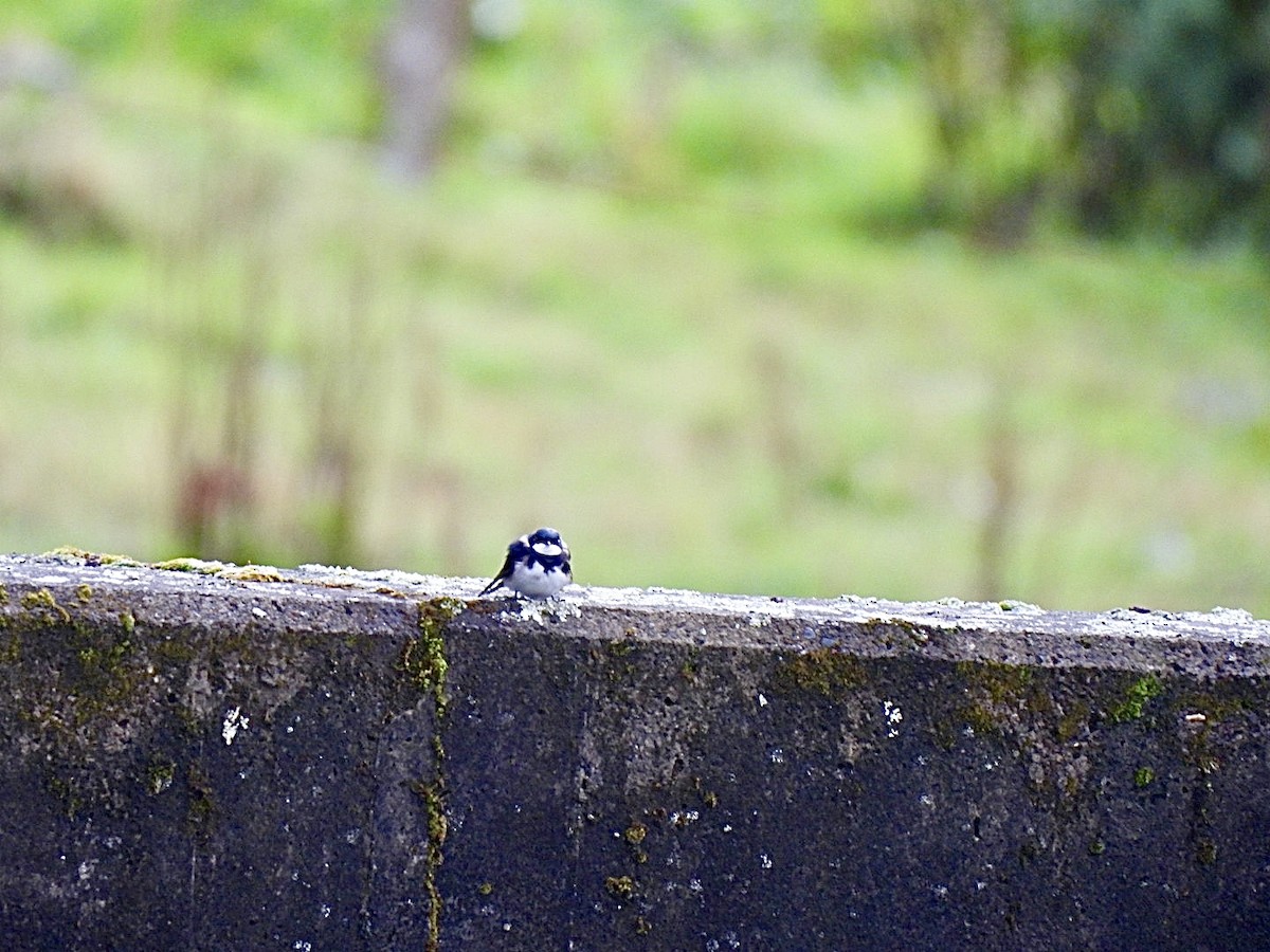 Black-collared Swallow - ML644758220