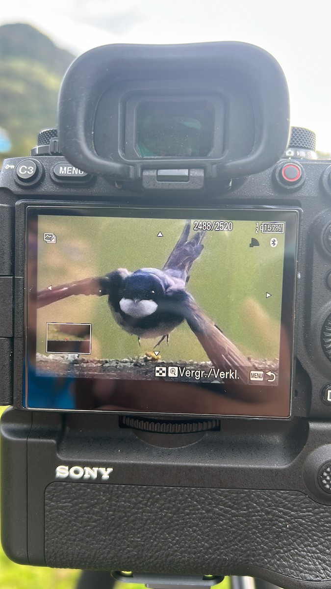 Black-collared Swallow - ML644758221