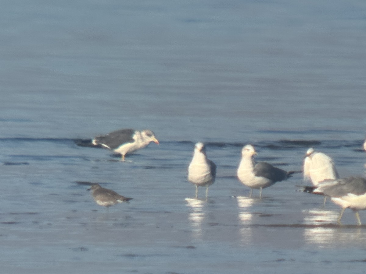 Heringsmöwe - ML644758222