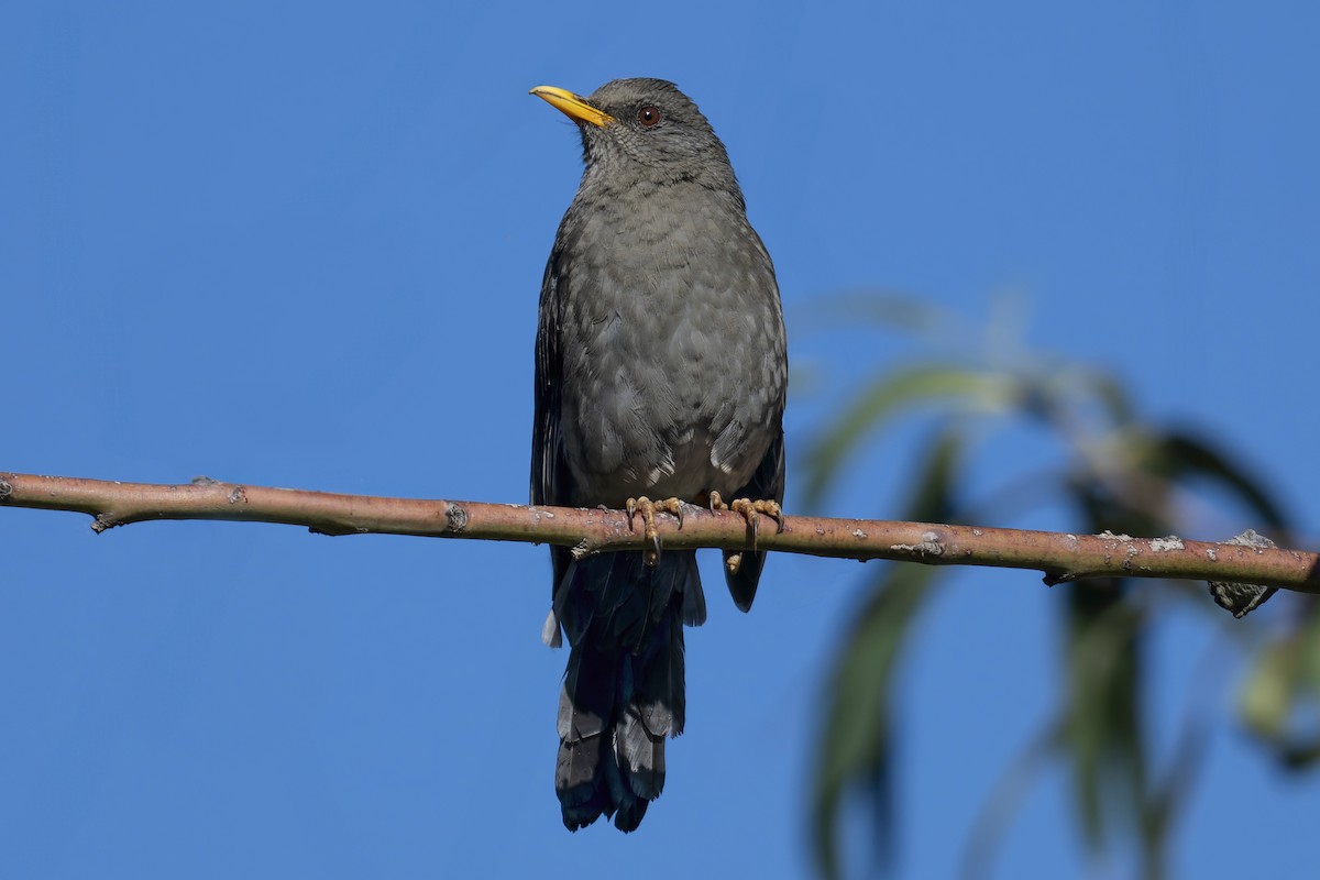 Chiguanco Thrush - ML644758247
