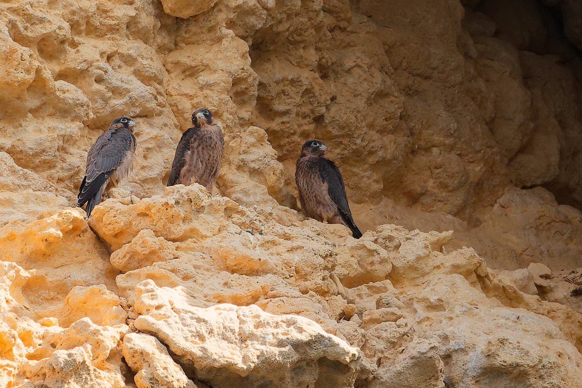 Sooty Falcon - ML644758248