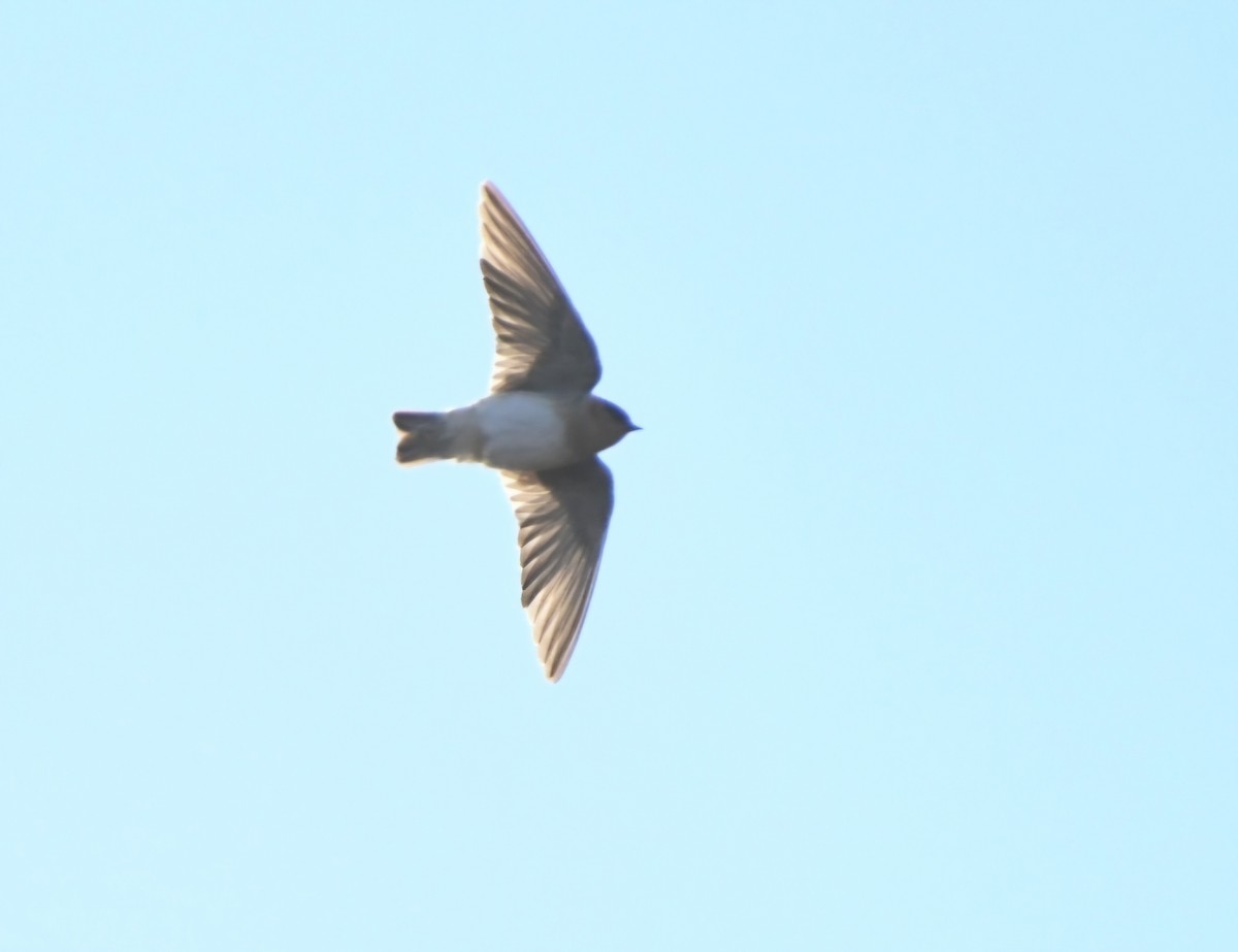 Cave Swallow - ML644758249