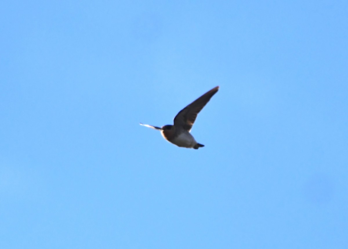 Cave Swallow - ML644758250
