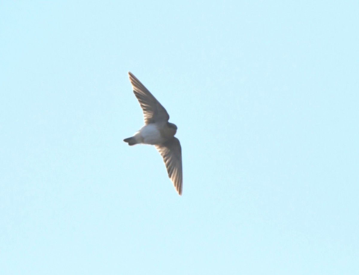 Cave Swallow - ML644758251