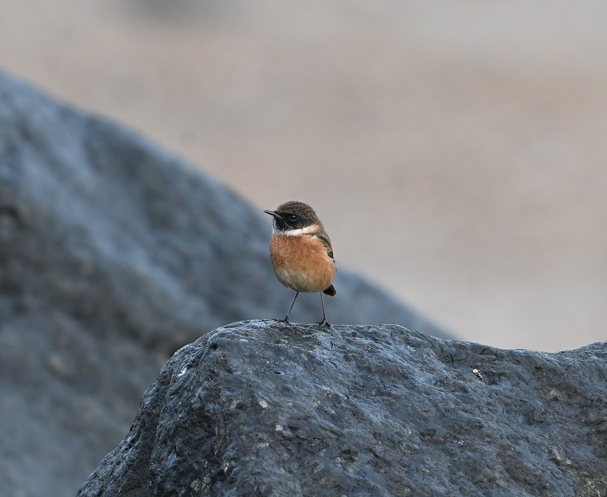 Трав'янка чорноголова - ML644758252