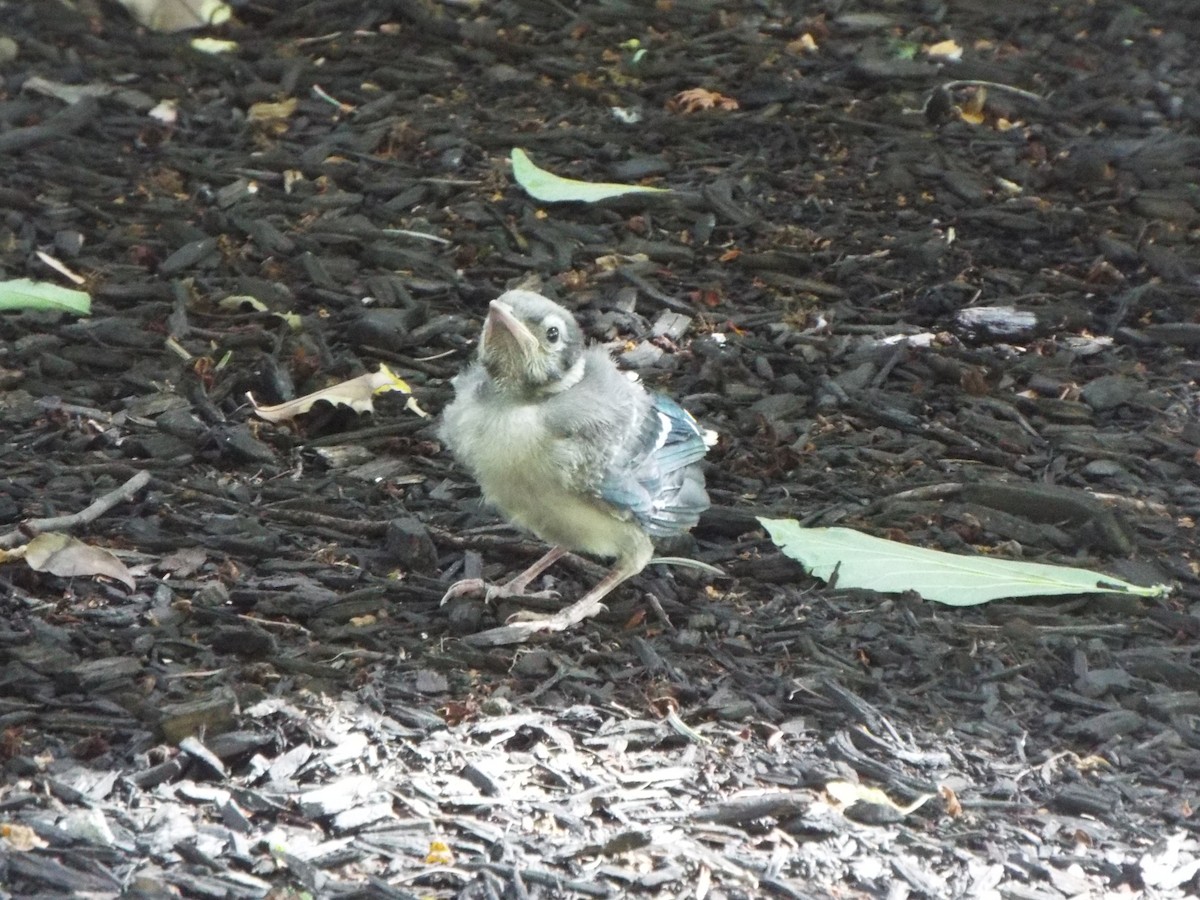 Blue Jay - ML644758255