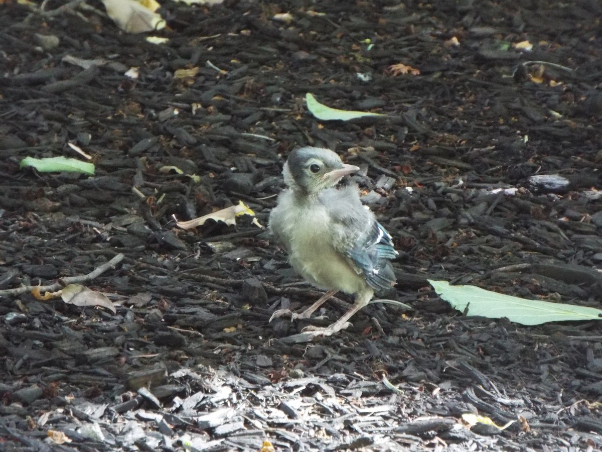 Blue Jay - ML644758257