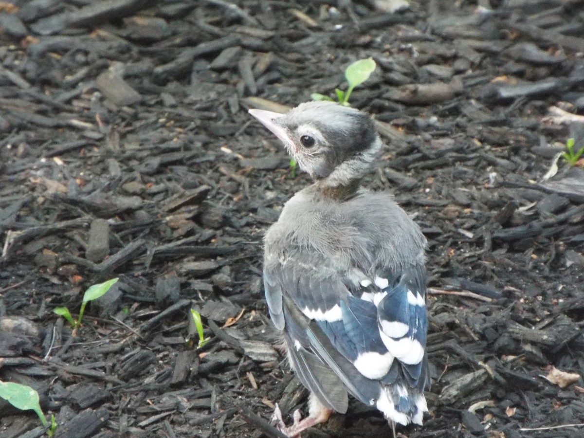 Blue Jay - ML644758258