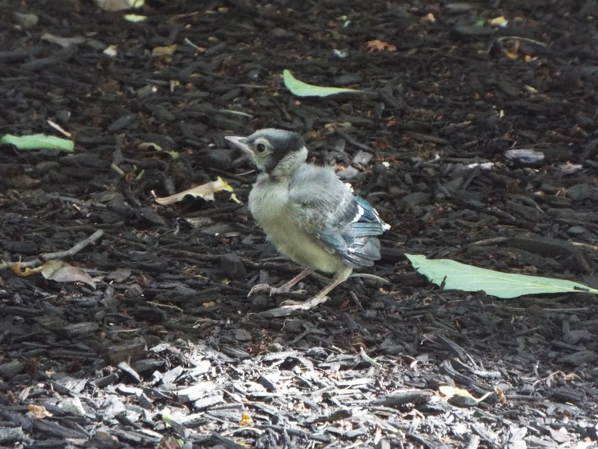 Blue Jay - ML644758259