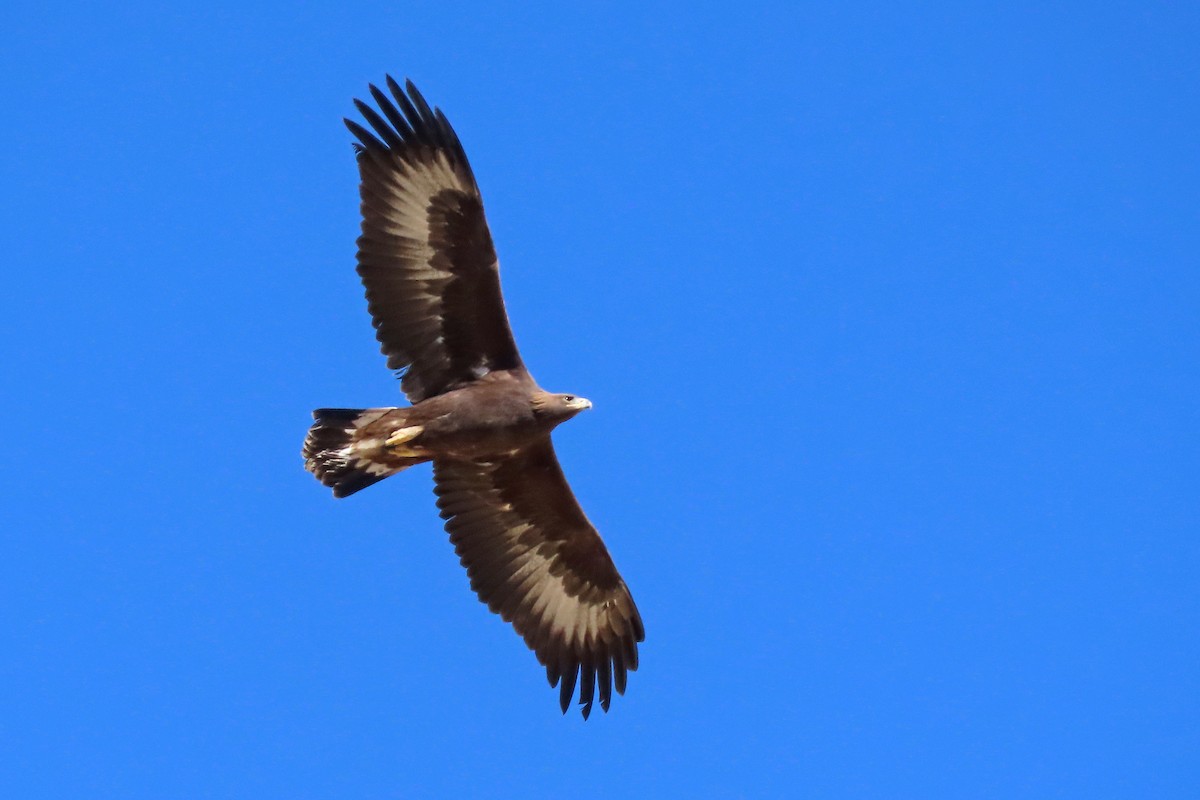 Golden Eagle - ML644758271