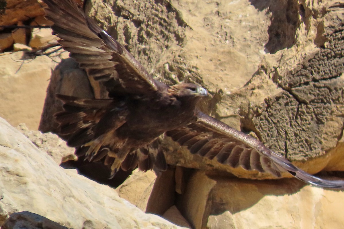 Golden Eagle - ML644758272