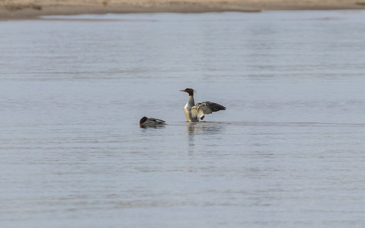 Grand Harle - ML644758280