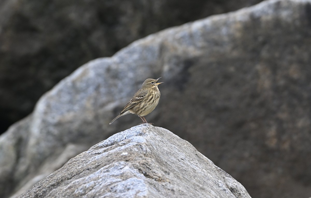 Rock Pipit - ML644758288