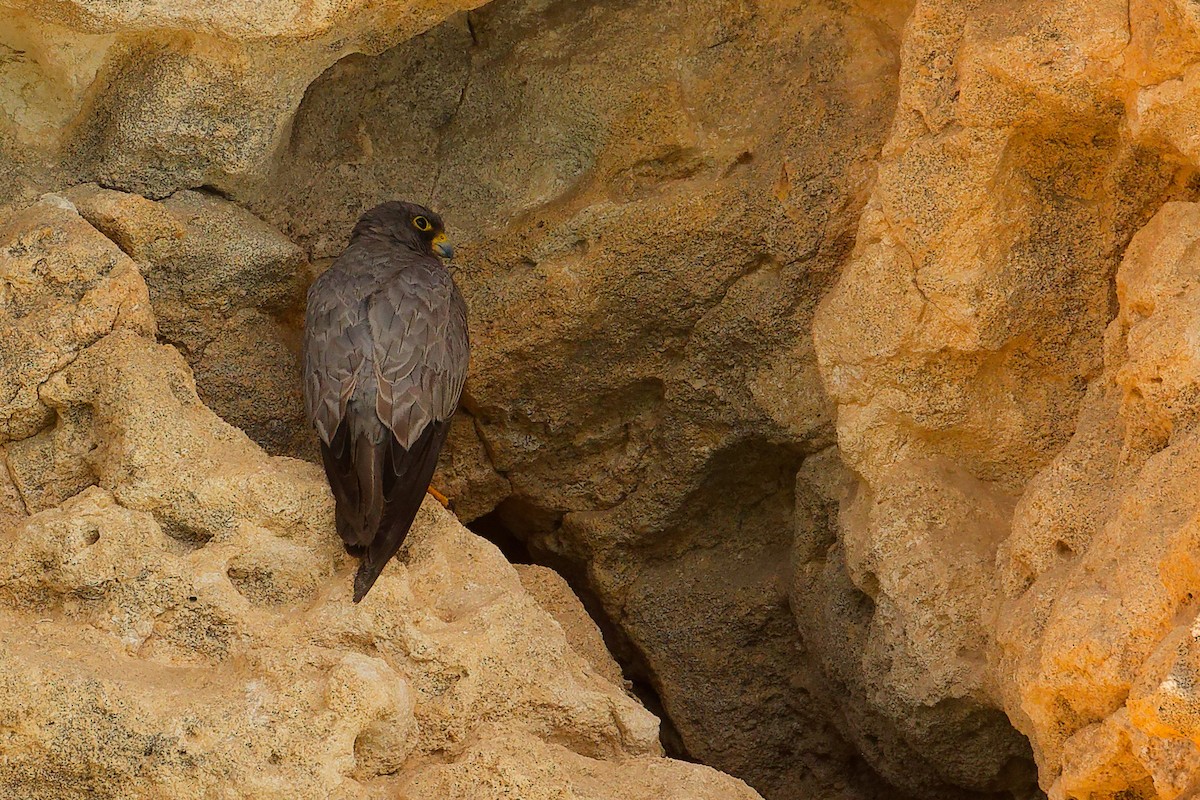 Sooty Falcon - ML644758289