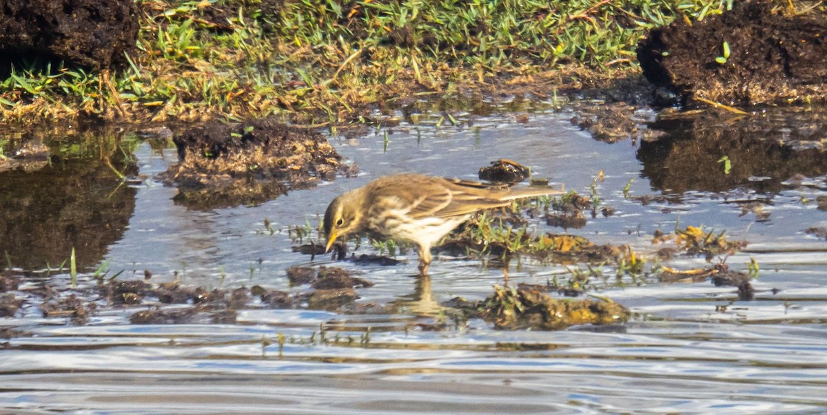 Pipit spioncelle - ML644758304