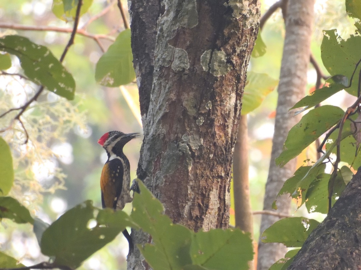 Black-rumped Flameback - ML644758318