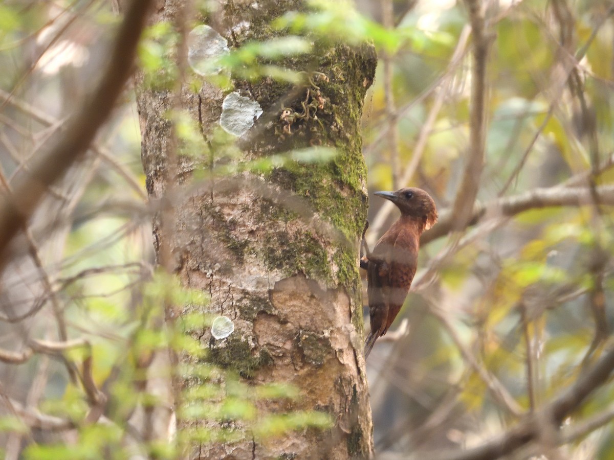 Rufous Woodpecker - ML644758319