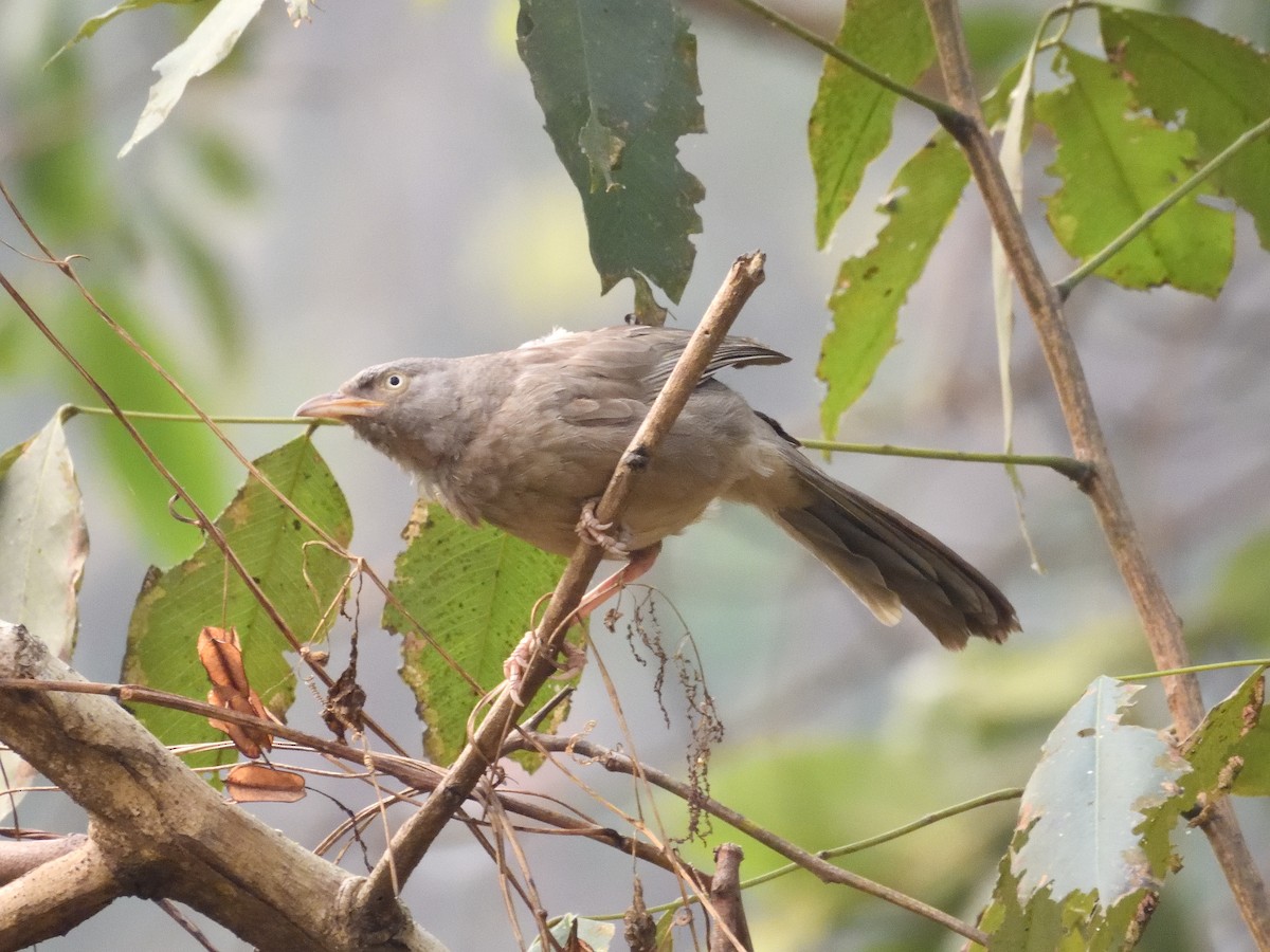Jungle Babbler - ML644758325