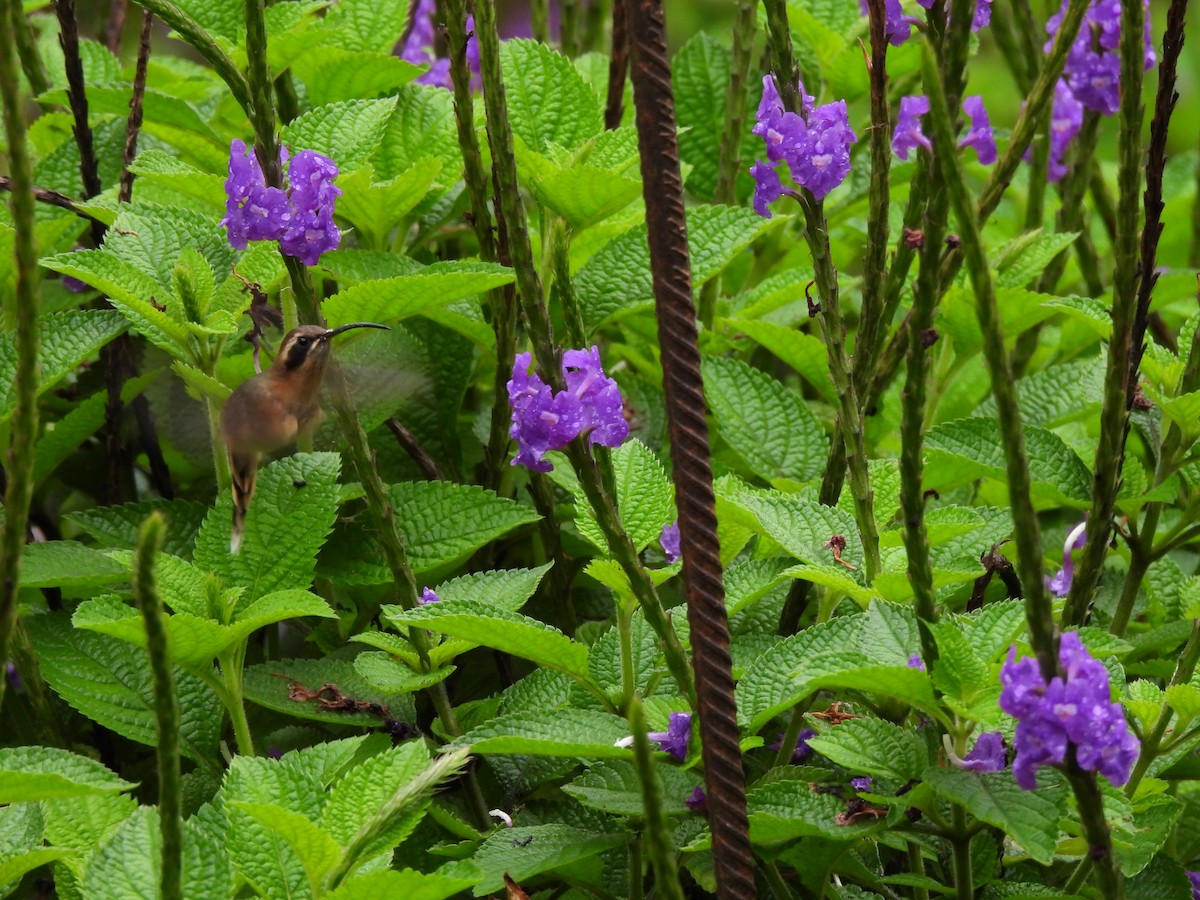 Gri Gıdılı Hermit - ML644758326